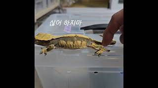 #크레스티드게코익할 암컷 꾸르꾸르 소리 싢다 소리 ㅋㅋ