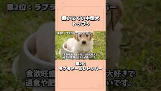 本当は飼いにくい中型犬トップ5！種類、性格、注意点を解説！#犬 #かわいい犬 #飼いやすい犬 #中型犬 #ずんだもん #shorts #  #中型犬　#ラブラドールレトリバー