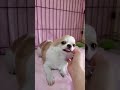 ロングコートチワワの子犬（2019 11 08生まれのレッド＆ホワイト）②