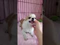 ロングコートチワワの子犬（2019 11 08生まれのレッド＆ホワイト）②