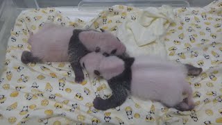 パンダらしい体形に 上野動物園の双子赤ちゃん