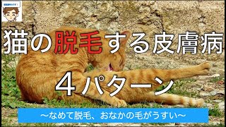 猫の脱毛する皮膚病４パターン　〜なめて脱毛、おなかの毛がうすい〜【獣医師がやさしく解説】