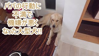 パパの行動に不満で機嫌が悪い大型犬。ゴールデンレトリバーティト