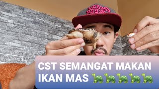 APA MAKANAN KESUKAAN COMMON SNAPPING TURTLE❓❓ | IKAN MAS PAKAN TERBAIK COMMON SNAPPING TURTLE ‼️