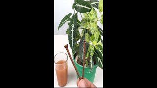 Improvement iron deficiency of plants | Grow healthy plants#Shorts