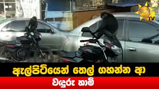 ඇල්පිටියෙන් තෙල් ගහන්න ආ වදුරු හාමි - Hiru News