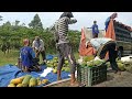 panen ke 4 500 pohon pepaya 850kg buah.