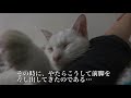 ウチューネコチャン、手を繋いで甘える　my spacecat holds my hands