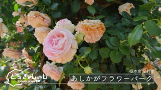 あしかがフラワーパーク（薔薇｜バラ）｜足利市｜栃木県｜とちぎのしゅしチャンネル