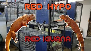 Difference between Red Iguana and Red Hypo