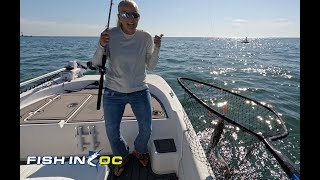 Chaos Erupts - OC's BEST Flounder Bite in YEARS!!! How to flounder fish OC, MD- tips, rigs, baits! 🔥