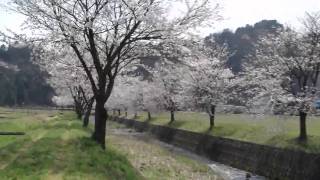 【HD】　田ノ口川沿いの桜（日高町広井）