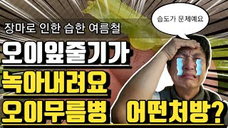 습한날씨에 잎줄기및 본줄기가 물러버리기가 쉽습니다. 농작물 하엽제거시 바짝 잘라야하는 이유에 대해서 알기쉽게 설명드립니다.