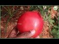 దానిమ్మ లో రోగాల నివారణ pomegranate bacterial blight and anthracnose control agritech telugu