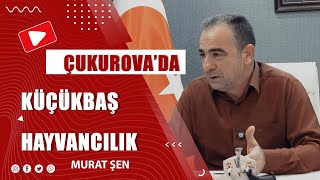 Çukurova'Da Küçükbaş Hayvancılık Ne Durumda? İthal Hayvanlar? Kurban Bayramı?