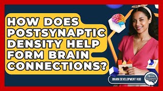 How Does Postsynaptic Density Help Form Brain Connections? - Brain Development Hub