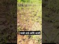 माझी आई आणि आजी शेतात भाजी काढताना shortvideo short