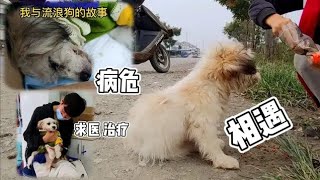 在路边求助的流浪狗，从相遇 生病 心酸的治疗，再到出院的喜悦 时间【2020/11】