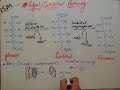 sorbitol pathway zeshan shigri ism