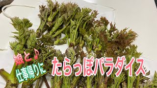 【たらの芽】会社帰りにたらっぽパラダイス