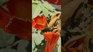 palash Flowers || Butea Monosperma flower #india #nature #shorts #shortvideo #new #trending