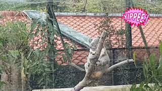 20181215  kola 🐨 考拉 ~ 台北市立動物園