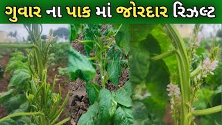 ગુવાર ની વાડી || 1 કિલો 100 રૂપિયા || કોકડવાટ ગાયબ guvar || 9909887736