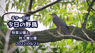 ギター日記　今日の野鳥　・　桜草公園と秋ヶ瀬公園　2022年9月21日