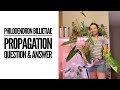 Q&A | PROPAGATE with Me PHILODENDRON BILLIETIAE