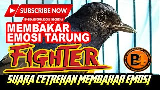 KRETEKAN  DAN SUARA AWAL MURAI BATU MEMBAKAR EMOSI FIGHTER | masteran murai batu terbaik