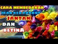 CARA MEMBEDAKAN IKAN RED PARROT JANTAN DAN BETINA