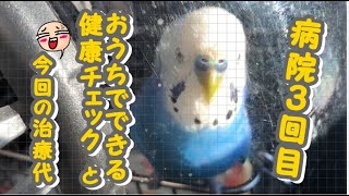 セキセイインコのどらちゃん３回目の病院（メガバクの治療結果）＃29