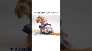 ハンドメイド犬服♡犬のオシャレなバルーンワンピース#shorts #ミックス犬#トイプー#犬の服#ハンドメイド#犬服ハンドメイド