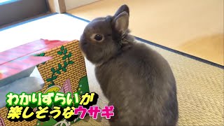 わかりずらいが楽しそうに遊ぶウサギ