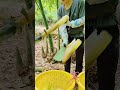 Sound Of Cutting Bamboo Shoot #farming #amazing #bamboo #viral #fruit #farmlife #wildlife