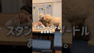 ほぼ、大型犬あるあるなスタンダードプードルあるある🤣♡他にもあるあるがあったらコメント欄で教えてね！#犬 #スタンダードプードル#スタンダードプードルのいる暮らし#スタンダードプードル大好き