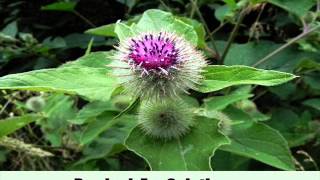9 Herbal Remedies For Sciatica