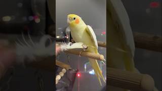 Adorable Cockatiel Pete's Cute serenading 🥰🎶🦜 #cockatielscraze #cockatiel #birdsinging