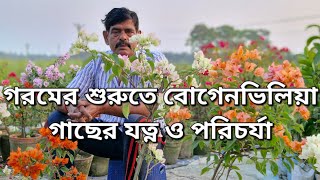 গরমের শুরুতে বোগেনভিলিয়া গাছের যত্ন ও পরিচর্যা/ Bougainvillea plant care Guide! #Bougainvillea