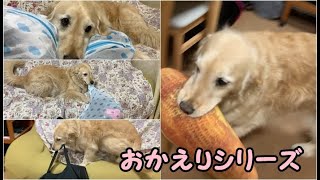 【パパさんおかえりpart14】4回連続お出迎え様子をどうぞ、ゴールデンレトリバーのはっち