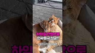 프로 하악질러 등극 '카라칼' Pumba🐱  #shortsvideo  #shortsvideoviral