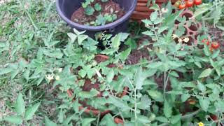 Experiência Tomate Cereja, cultivando as ramas em outros vasos