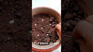 how to grow mosambi seeds? stay tuned for part 2