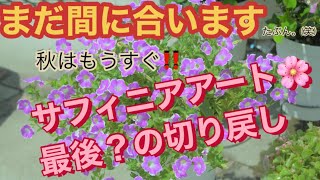 【花の育て方】まだ間に合いますサフィニアの切り戻し