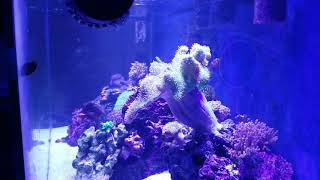 75 gallon saltwater aquarium update 3.8.19