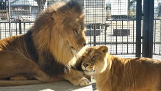 仲良しライオン チャコ・ライラ／桐生が岡動物園