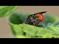 insect mating filmed with micro lens