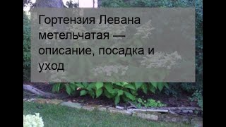 Гортензия Левана метельчатая — описание, посадка и уход