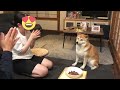 柴犬ちくわが3才のお誕生日を健やかに迎える事ができました