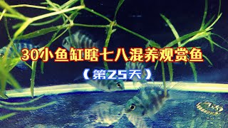 [25] Mix 90 small ornamental fish in 30 fish tanks: mix 5 mini parrot fish